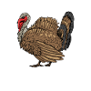 Thanksgiving Turkey