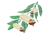 Burrito Branch