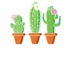 Jardin de cactus