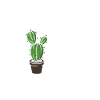 Cactus Garden