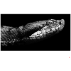 Only bite if