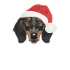 Teckel Joyeux Noël