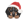 Teckel Joyeux Noël