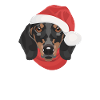 Dachshund Merry Christmas