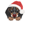 Dachshund Merry Christmas