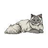 Chat