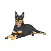 Doberman Dog