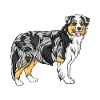 Border collie