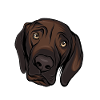 Labrador