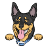 Doberman