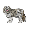 Chien