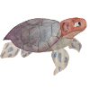 Your pubic toad