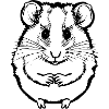 Hamster cute animal rodent animals funny pet 10