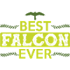Best Falcon Falconry