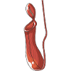 Pitcher plant Carnivorous plant Carnivore