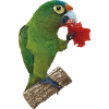 Orange-fronted parakeet