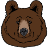 Brown bear head