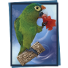 Orange-fronted parakeet