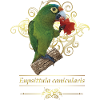 The orange-fronted parakeet