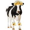 Holstein Cow With Flowers - Sunflowers
