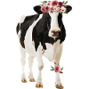 Vache Holstein avec des fleurs