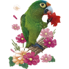 The orange-fronted parakeet