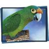Orange-fronted parakeet