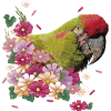 Red-fronted Macaw