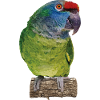 The red-backed amazon