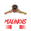Malinois Belgian Shepherd Mechelaar Dog