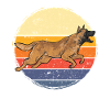 Malinois Berger Belge Malines Chien
