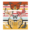 Cute Butterfly Collection Butterflies