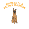 Malinois Belgian Shepherd Mechelaar Dog