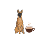 Malinois Belgischer Schäferhund Mechelaar Hund