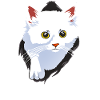 CAT WHITE