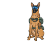 Malinois Belgian Shepherd Mechelaar Dog