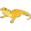 Beard agama take it easy
