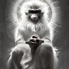 Series: Wise Monkey