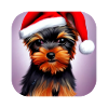 Yorkshire Terrier Chiot