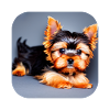 Yorkshire Terrier Chiot