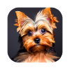 Yorkshire Terrier Chiot