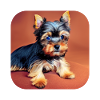 Yorkshire Terrier Welpe