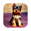 Yorkshire Terrier Chiot