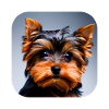 Yorkshire Terrier Chiot