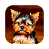 Yorkshire Terrier Chiot