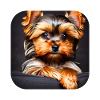 Yorkshire Terrier Welpe