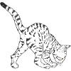 Black Cat