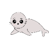 Seals, seals, seals, seals animals