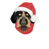 German Wirehair Merry Christmas