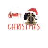 German Wirehair Merry Christmas